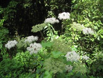 Common Hogweed Cow Parsnip Aug 2012